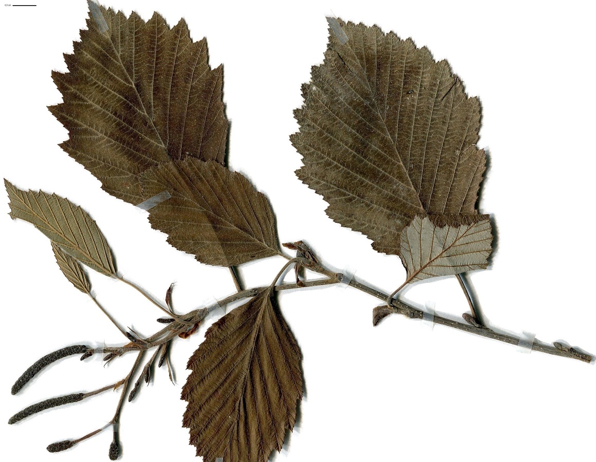 Alnus incana subsp. incana (Betulaceae)